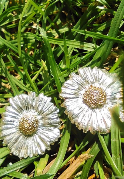 Set Nr.14 Gänseblümchen Anhänger und Ohrstecker mit vergoldeter Mitte