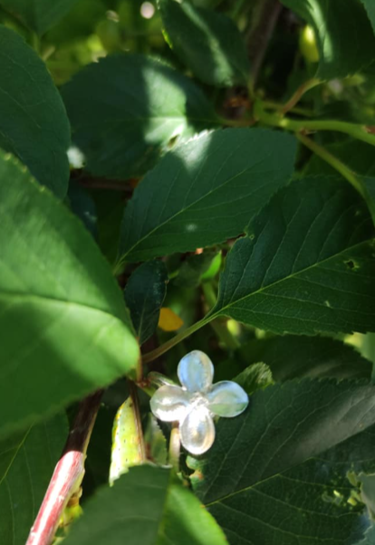 Flieder Blüten Ring