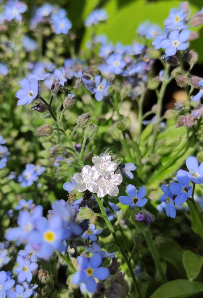 Vergissmeinnicht Ring mit 3 Blüten
