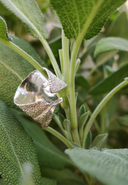 Salbei Ring