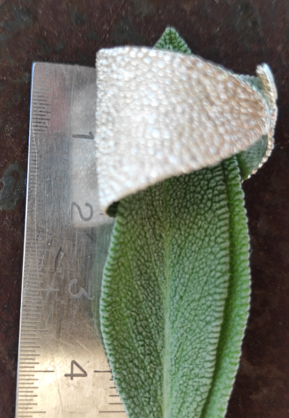 Salbei Ring
