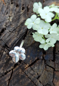 Schneeball Hortensien Ring mit großer Blüte