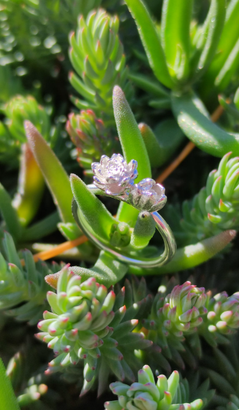 Sukkulenten Ring