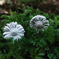 Set Nr. 11 Gänseblümchen Anhänger mit Silberkette und Ohrstecker