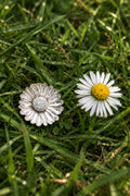 Gänseblümchen Anhänger