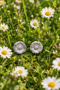 Gänseblümchen Ohrstecker